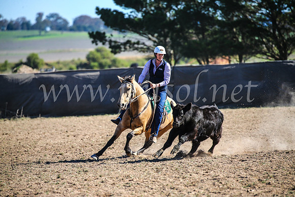 GoulburnCampdraft2017_4114