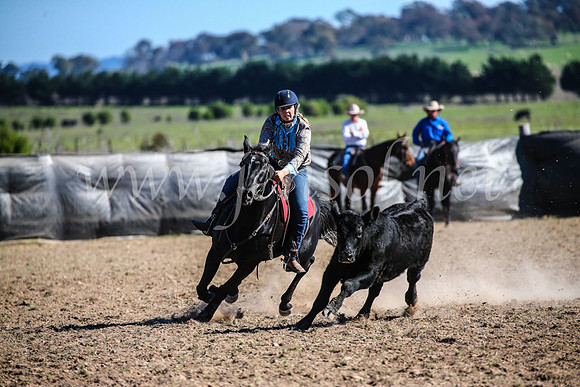 GoulburnCampdraft2017_4167