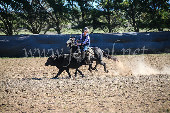 GoulburnCampdraft2017_4136