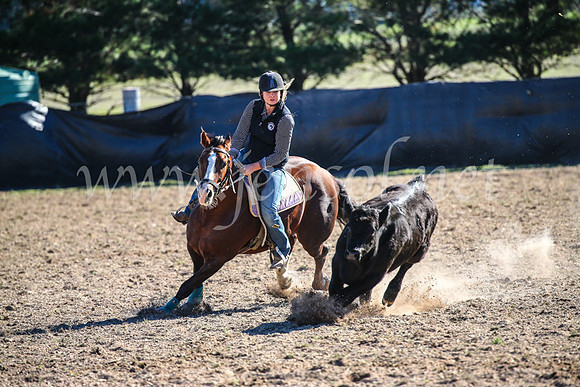 GoulburnCampdraft2017_4190