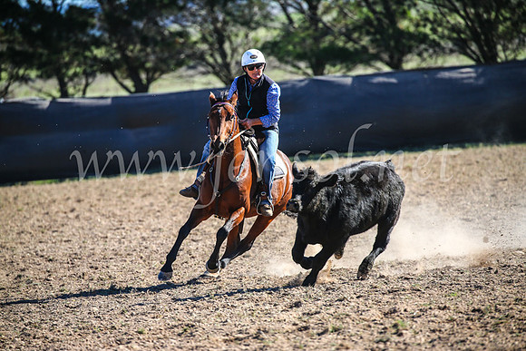 GoulburnCampdraft2017_4242