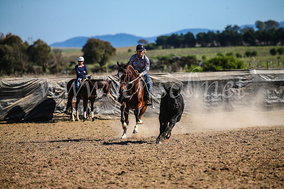GoulburnCampdraft2017_4230