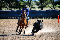 GoulburnCampdraft2017_4093