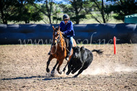 GoulburnCampdraft2017_4105