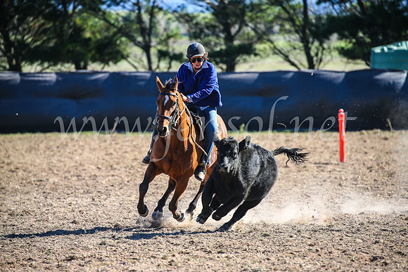 GoulburnCampdraft2017_4105