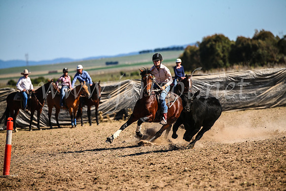 GoulburnCampdraft2017_4129
