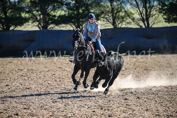 GoulburnCampdraft2017_4155