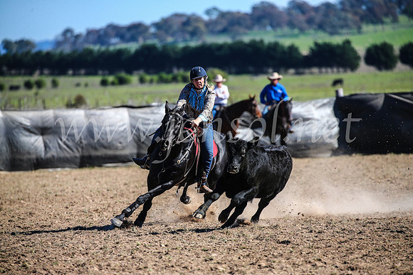 GoulburnCampdraft2017_4166