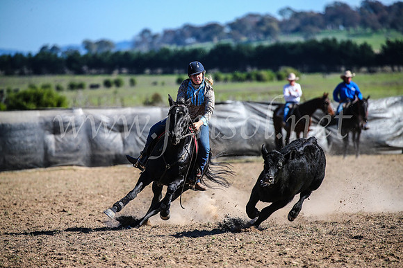 GoulburnCampdraft2017_4180
