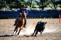 GoulburnCampdraft2017_4094