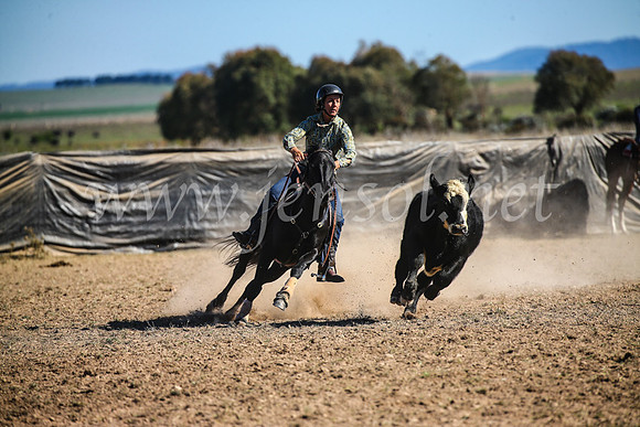GoulburnCampdraft2017_4210