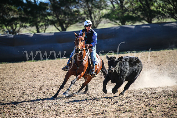 GoulburnCampdraft2017_4241