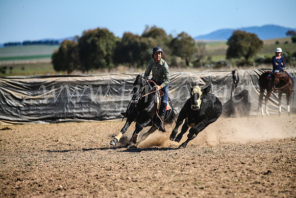 GoulburnCampdraft2017_4200