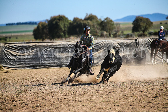 GoulburnCampdraft2017_4201