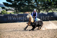 GoulburnCampdraft2017_4109