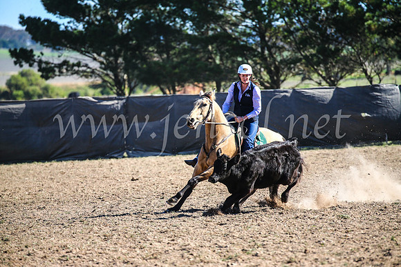 GoulburnCampdraft2017_4109