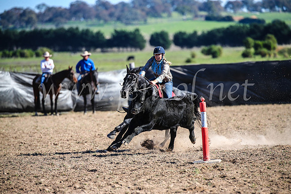 GoulburnCampdraft2017_4172