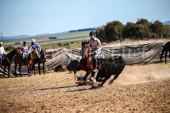 GoulburnCampdraft2017_4130