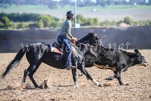 GoulburnCampdraft2017_4213