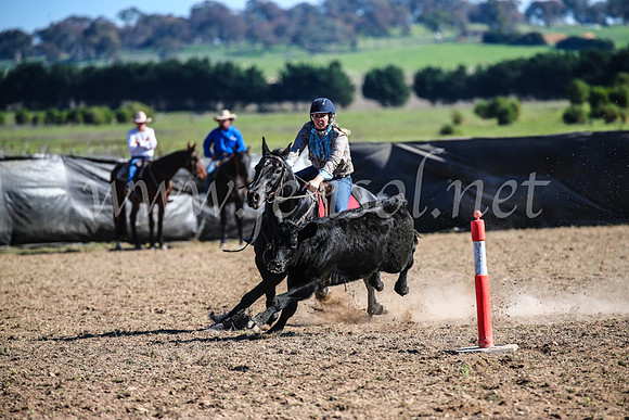 GoulburnCampdraft2017_4174
