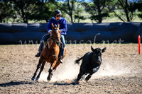 GoulburnCampdraft2017_4092