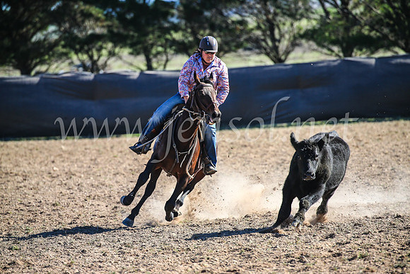 GoulburnCampdraft2017_4235