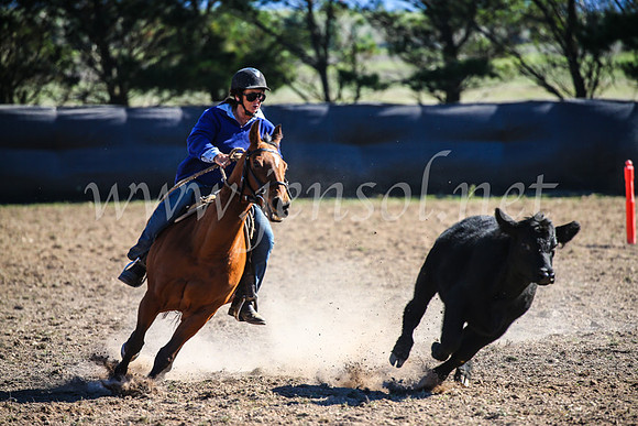 GoulburnCampdraft2017_4095