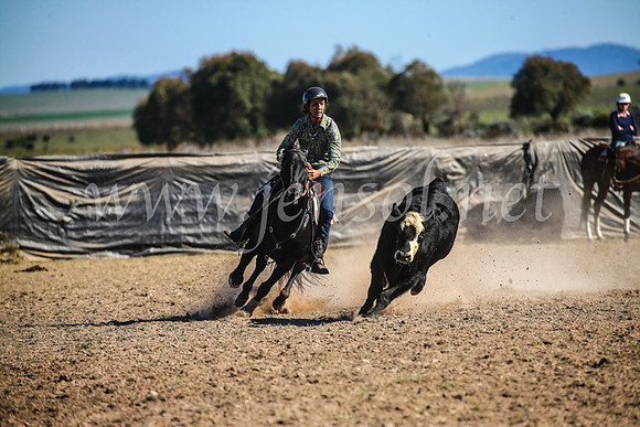 GoulburnCampdraft2017_4206