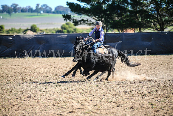 GoulburnCampdraft2017_4146