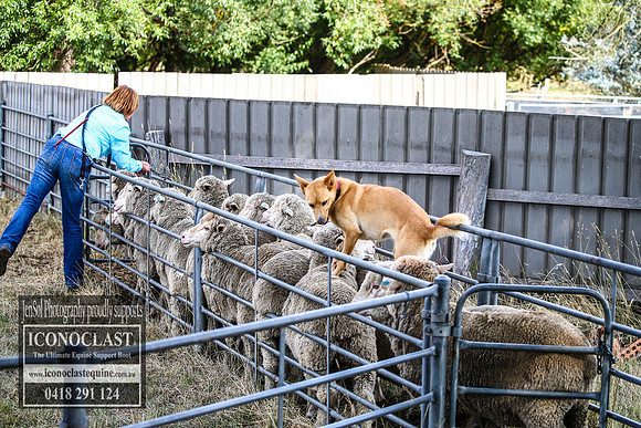 TaralgaRodeo2018_0763