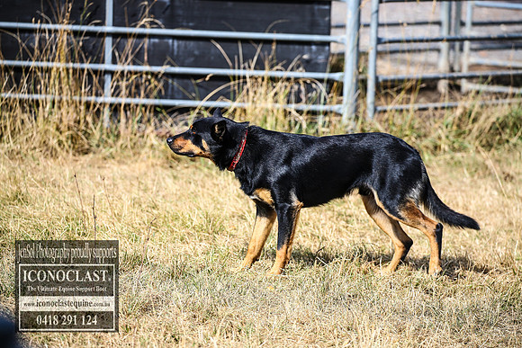 TaralgaRodeo2018_0785