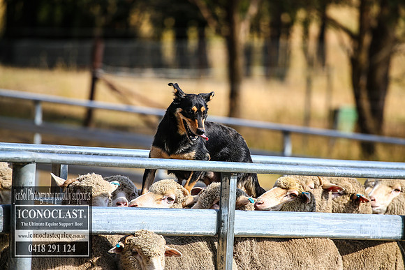 TaralgaRodeo2018_0778