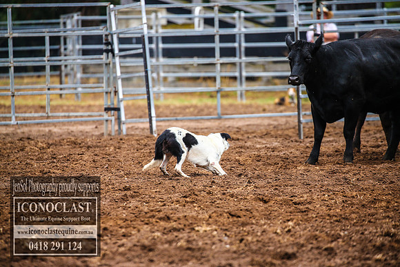 TaralgaDogs2018_0060