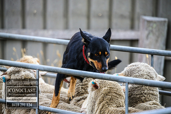 TaralgaRodeo2018_0809