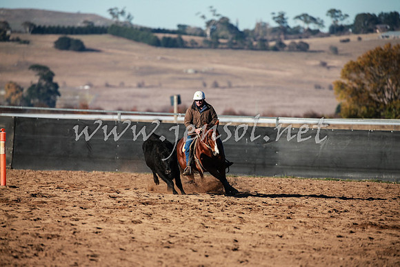 BungendoreCampdraft2016_0054