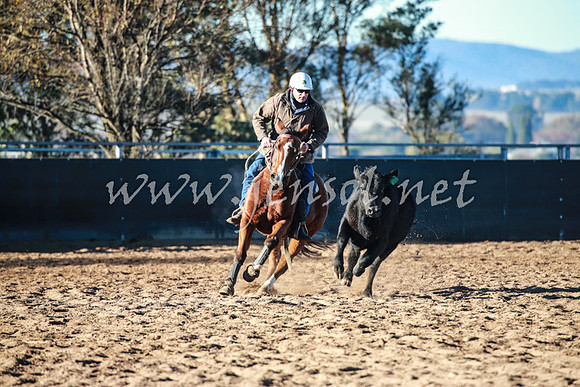 BungendoreCampdraft2016_0058