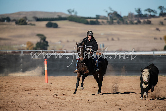 BungendoreCampdraft2016_0399