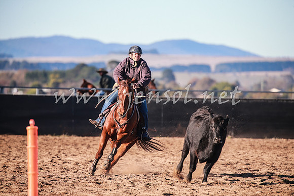 BungendoreCampdraft2016_0083