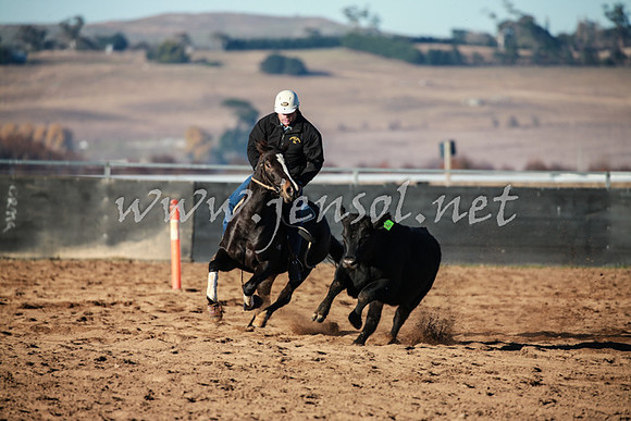 BungendoreCampdraft2016_0048
