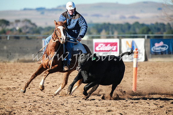 BungendoreCampdraft2016_0116