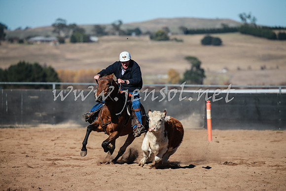 BungendoreCampdraft2016_0532