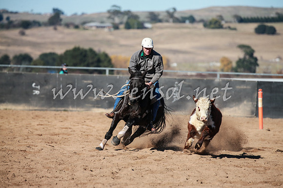 BungendoreCampdraft2016_0452