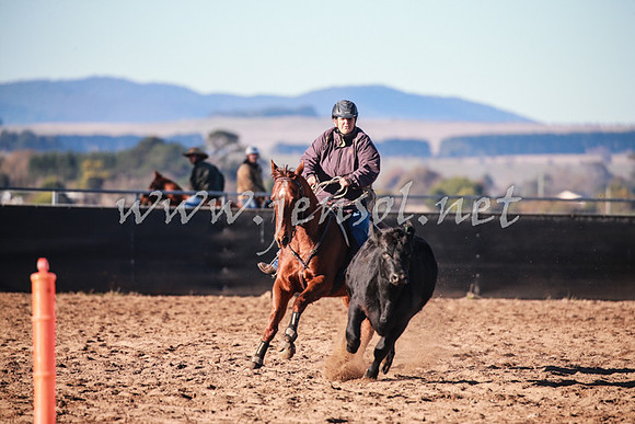 BungendoreCampdraft2016_0089