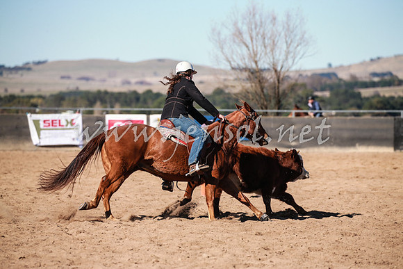 BungendoreCampdraft2016_0493