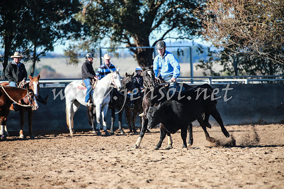 BungendoreCampdraft2016_0351