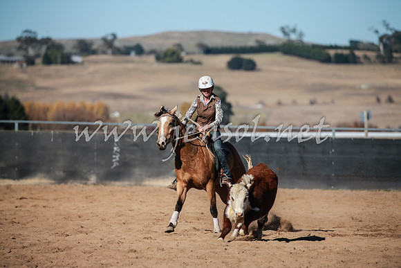 BungendoreCampdraft2016_0459