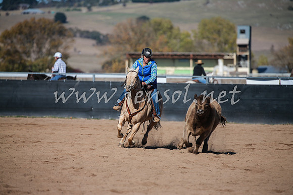 BungendoreCampdraft2016_0554
