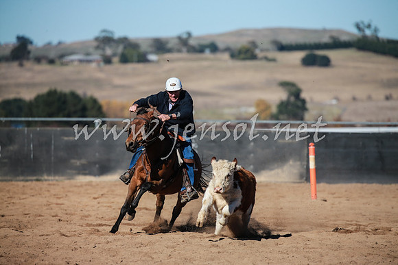 BungendoreCampdraft2016_0533