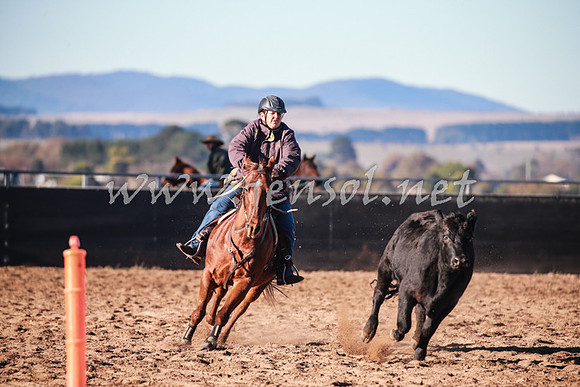 BungendoreCampdraft2016_0084