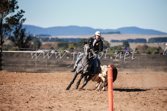 BungendoreCampdraft2016_0469